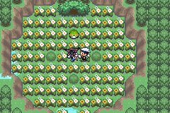 口袋妖怪究极绿宝石Ⅲ（3）二周目图文攻略