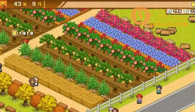 《像素牧场物语》竞赛选择布局攻略