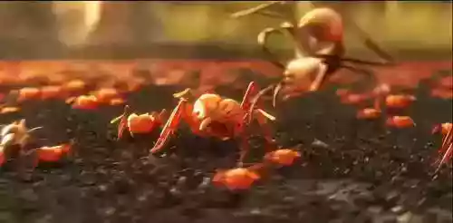 小小蚁国平民最强阵容(小小蚁国各种场景推荐阵容)插图2